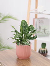 نبتة الاجلونيما ماريا